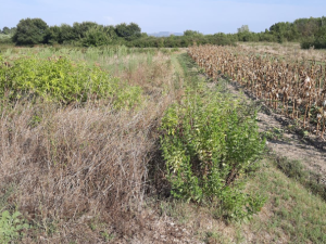 Zemunik Donji, građevinsko zemlji&scaron;te 750 m2