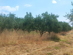 Murvica -građevinska parcela 1000 m2