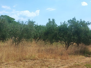 Murvica -građevinska parcela 1000 m2