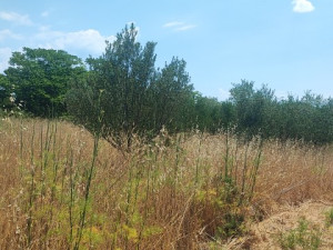 Murvica -građevinska parcela 1000 m2