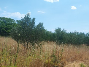 Murvica -građevinska parcela 1000 m2